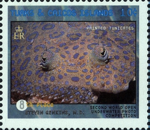 Item no. S424 (stamp)
Type: stamp
Country: Turks & Caicos
Date of issue: 11 October 1999
Catalog number: Scott no. 1281a (of 1281a – 1281f)
Stamp (VI) of 6-stamp set issued to commemorate the “SECOND WORLD OPEN UNDERWATER PHOTOGRAPHIC COMPETITION“. It presents photograph of Painted Tunicates. The photograph was taken by Steven Genkins M. D. and won 8th place in the Competition.
Item no. S424 (stamp).jpg