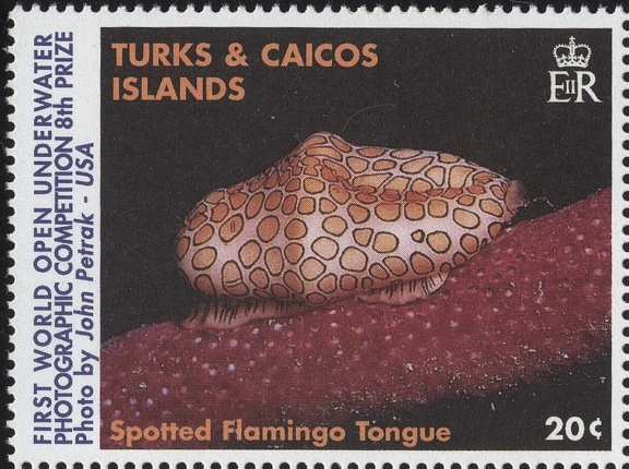 Item no. S459 (stamp)
Type: stamp
Country: Turks & Caicos Islands
Date of issue: 1 May 1998
Catalog number: Scott no. 1248 (of 1248 – 1253)
Stamp (V) of a 6-stamp set (+ 2 souvenir sheets) issued to commemorate the “FIRST WORLD OPEN UNDERWATER PHOTOGRAPHIC COMPETITION“. It presents photograph of Spotted Flamingo Tongue. The photograph was taken by John Petrak of USA and won 8th prize in the Competition.
Item no. S459 (stamp).jpg